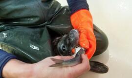 Jūrų muziejus slaugo 14 ruoniukų