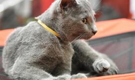 Kačių parodoje - ir miniatiūrinė pantera