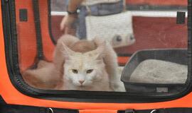 Kačių parodoje - ir miniatiūrinė pantera