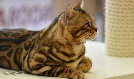 Kačių parodoje - ir miniatiūrinė pantera