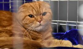 Kačių parodoje - ir miniatiūrinė pantera