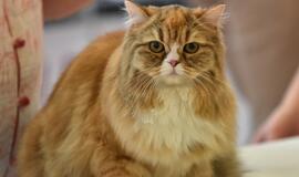 Kačių parodoje - ir miniatiūrinė pantera