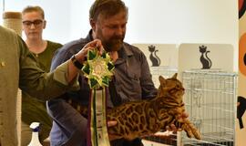 Kačių parodoje - ir miniatiūrinė pantera