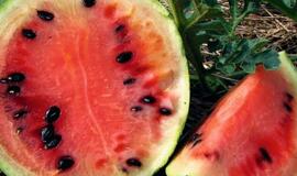 Penkiolikmečio daržininko tikslas – išvesti arbūzų veislę, tinkančią nokti Lietuvos sąlygomis