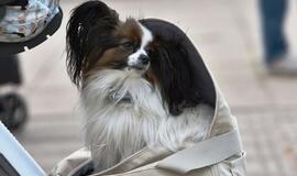 "Mamų fiesta": sportuoti galima bet kur