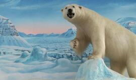 Poliariniai regionai