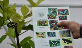 Atogrąžų drugeliams Smiltynėje sukūrė tropikus