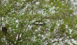 Atogrąžų drugeliams Smiltynėje sukūrė tropikus