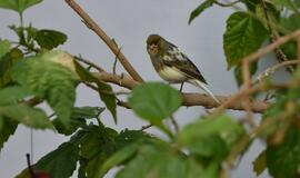 Atogrąžų drugeliams Smiltynėje sukūrė tropikus