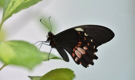 Atogrąžų drugeliams Smiltynėje sukūrė tropikus