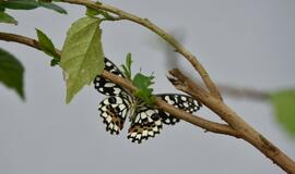 Atogrąžų drugeliams Smiltynėje sukūrė tropikus