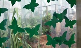 Atogrąžų drugeliams Smiltynėje sukūrė tropikus