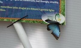 Atogrąžų drugeliams Smiltynėje sukūrė tropikus