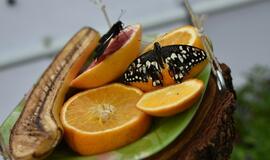 Atogrąžų drugeliams Smiltynėje sukūrė tropikus