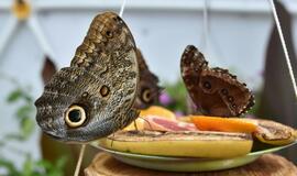 Atogrąžų drugeliams Smiltynėje sukūrė tropikus