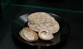 Klaipėdos „Akropolyje“ Jūrų muziejus kviečia aplankyti.... Jūros stalą