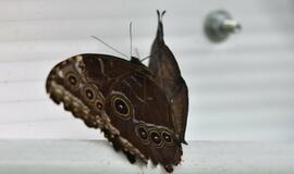 Atogrąžų drugeliams Smiltynėje sukūrė tropikus