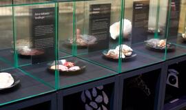 Klaipėdos „Akropolyje“ Jūrų muziejus kviečia aplankyti.... Jūros stalą