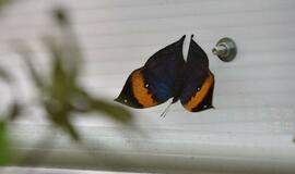 Atogrąžų drugeliams Smiltynėje sukūrė tropikus