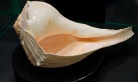 Klaipėdos „Akropolyje“ Jūrų muziejus kviečia aplankyti.... Jūros stalą