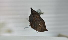 Atogrąžų drugeliams Smiltynėje sukūrė tropikus