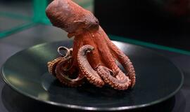 Klaipėdos „Akropolyje“ Jūrų muziejus kviečia aplankyti.... Jūros stalą