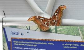 Atogrąžų drugeliams Smiltynėje sukūrė tropikus