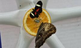 Atogrąžų drugeliams Smiltynėje sukūrė tropikus