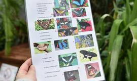 Atogrąžų drugeliams Smiltynėje sukūrė tropikus