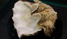 Klaipėdos „Akropolyje“ Jūrų muziejus kviečia aplankyti.... Jūros stalą