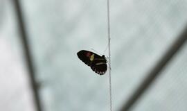 Atogrąžų drugeliams Smiltynėje sukūrė tropikus