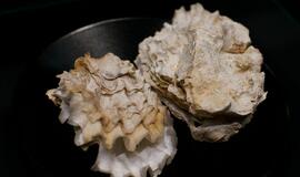 Klaipėdos „Akropolyje“ Jūrų muziejus kviečia aplankyti.... Jūros stalą