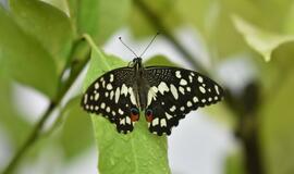 Atogrąžų drugeliams Smiltynėje sukūrė tropikus