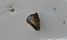 Atogrąžų drugeliams Smiltynėje sukūrė tropikus