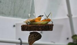 Atogrąžų drugeliams Smiltynėje sukūrė tropikus