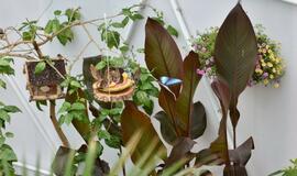 Atogrąžų drugeliams Smiltynėje sukūrė tropikus