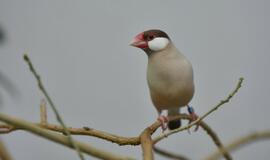 Atogrąžų drugeliams Smiltynėje sukūrė tropikus