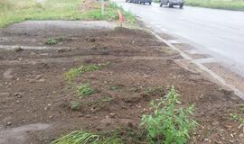 Vilkikas sankryžoje nuvažiavo nuo kelio