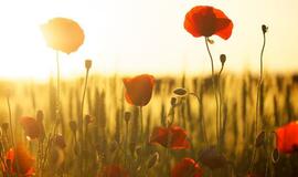 Sekmadienio horoskopas 12-ai zodiako ženklų