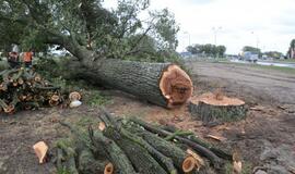 Šimtametis medis paaukotas ant sankryžos kryžiaus