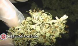 „Sodininkai“ užaugino kanapių už 25000 eurų