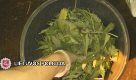„Sodininkai“ užaugino kanapių už 25000 eurų