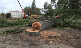 Šimtametis medis paaukotas ant sankryžos kryžiaus