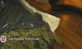 „Sodininkai“ užaugino kanapių už 25000 eurų