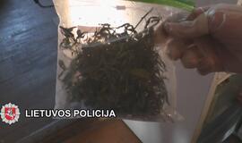 „Sodininkai“ užaugino kanapių už 25000 eurų