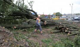 Šimtametis medis paaukotas ant sankryžos kryžiaus