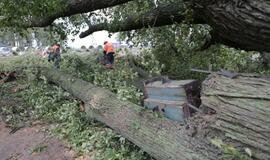 Šimtametis medis paaukotas ant sankryžos kryžiaus