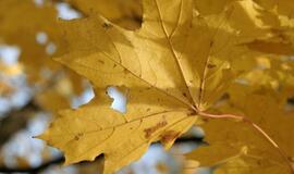 Penktadienio horoskopas 12-ai zodiako ženklų