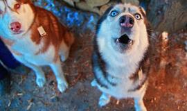 Už lojantį šunį siūloma bausti bauda iki 300 eurų