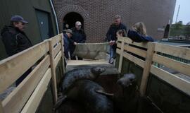 Sustiprėję ruoniai paleisti į Baltijos jūrą